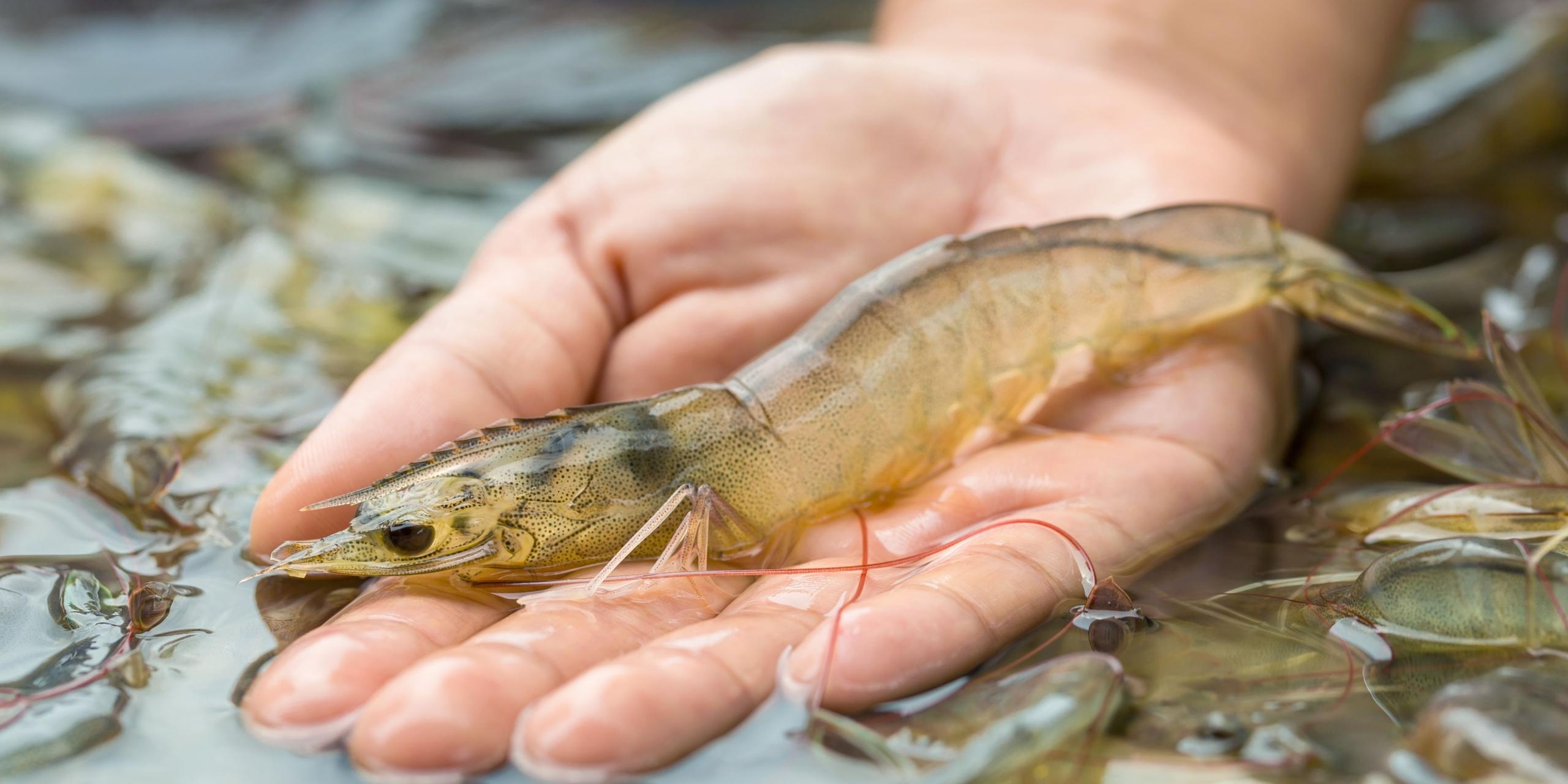 Image is not available